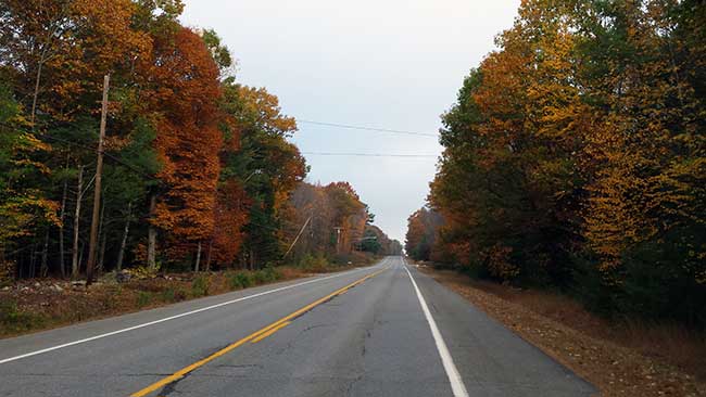 Foliage in the fall
